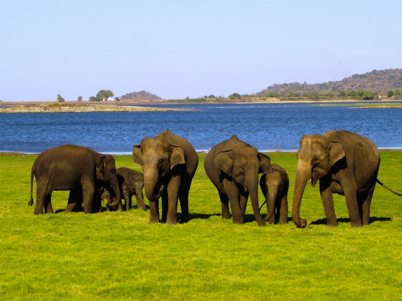Place to Visit in Yala National Park, Sri Lanka