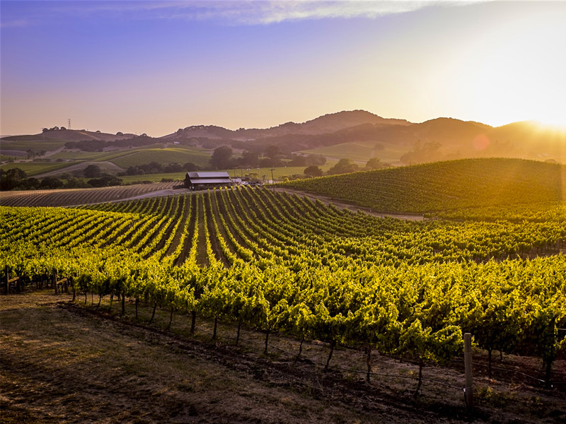 Napa and Sonoma Romantic Getaway to Celebrate First Anniversary