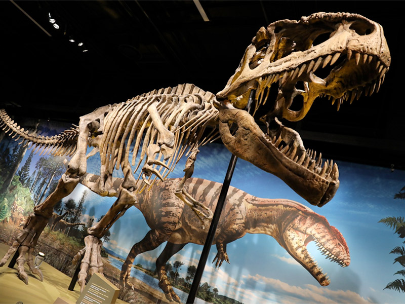 Denver Museum of Nature and Science in Colorado