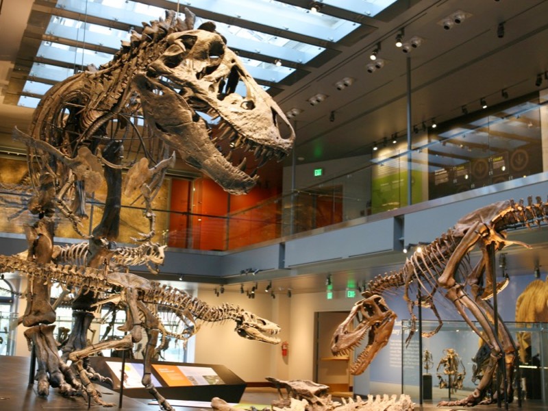 Natural History Of Museum, Los Angeles